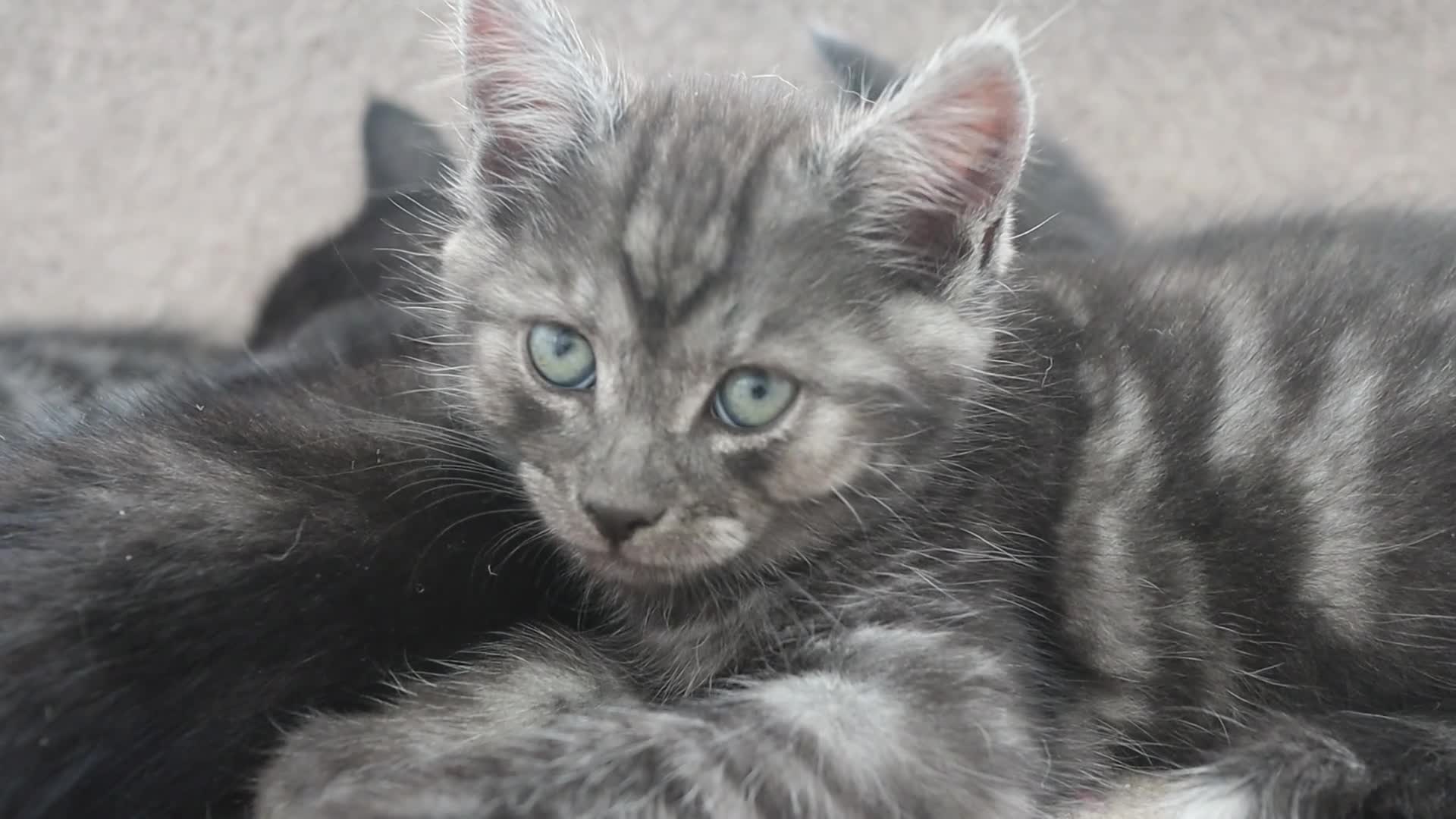 Domestic Shorthair cats for sale: Four beautiful kittens remaining - Video 3