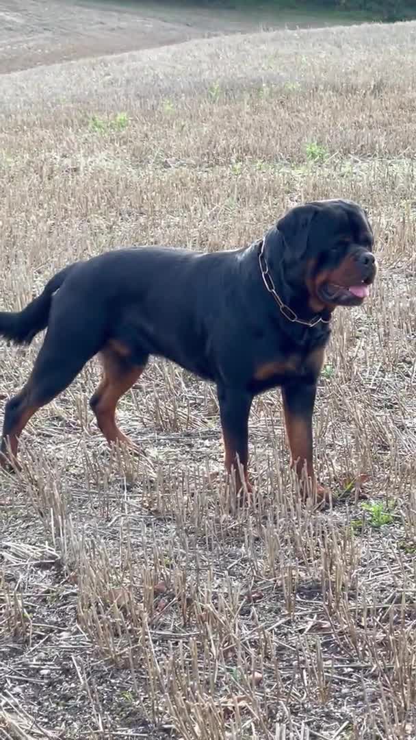 Rottweiler dogs for stud: ABSOLUTELY BEAUTIFUL KC Health Tested *FOR STUD* in Mansfield - Video 3