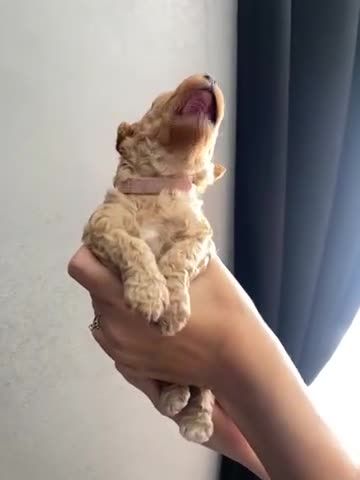 Poochon dogs for sale: 🐶🐾 4 STUNNING POOCHON PUPS 🐾🐶 - Video 4