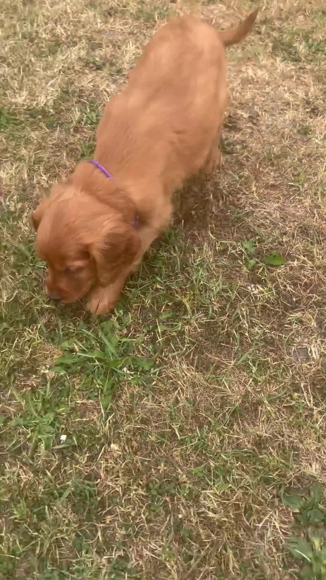 Mixed Breed dogs for sale:  ☘️ Golden Irish puppies available  ☘️ - Video 1