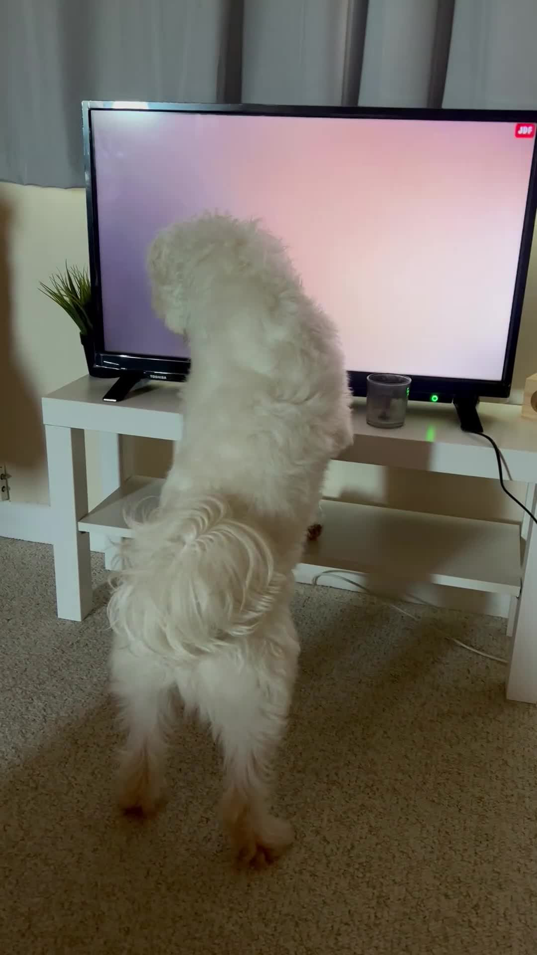 Mixed Breed dogs for sale: Maltese/bichon. - Video 1