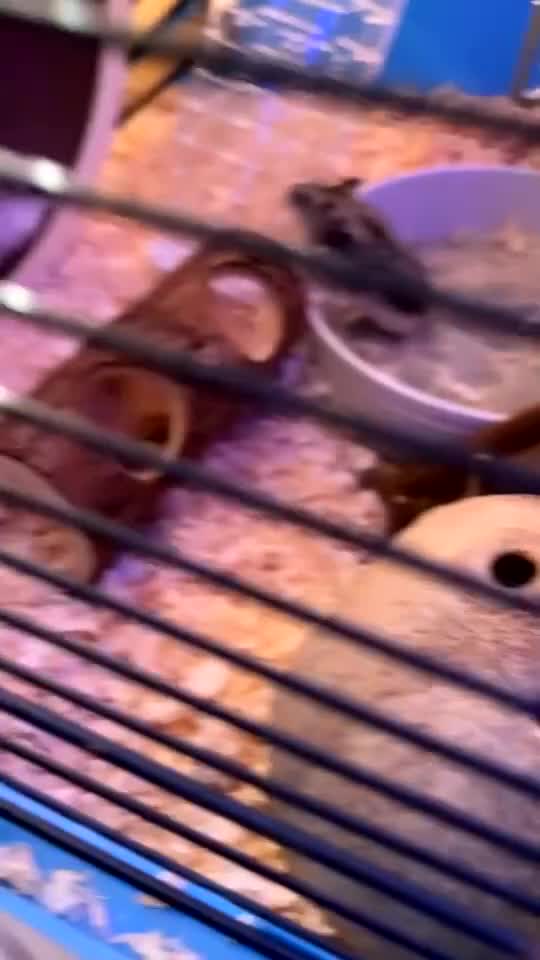 Hamster rodents for sale: 2 female Russian dwarf hamsters 20 for both  - Video 3