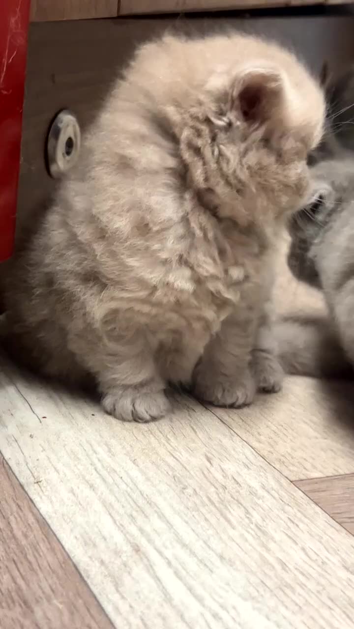 Scottish Fold cats for sale: Scottish fold kittens  - Video 2