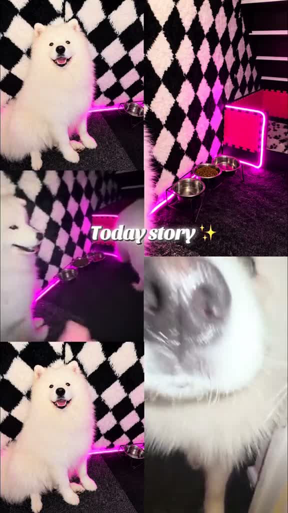 Samoyed dogs for sale: Beautiful Samoyed Puppies – Due November 2026 in Livingston - Video 1
