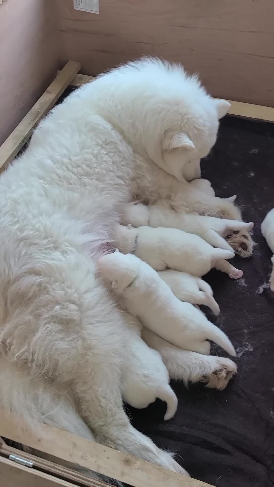 Samoyed dogs for sale: 🐾 Exceptional Pedigree Samoyed Puppies  🐾 - Video 3
