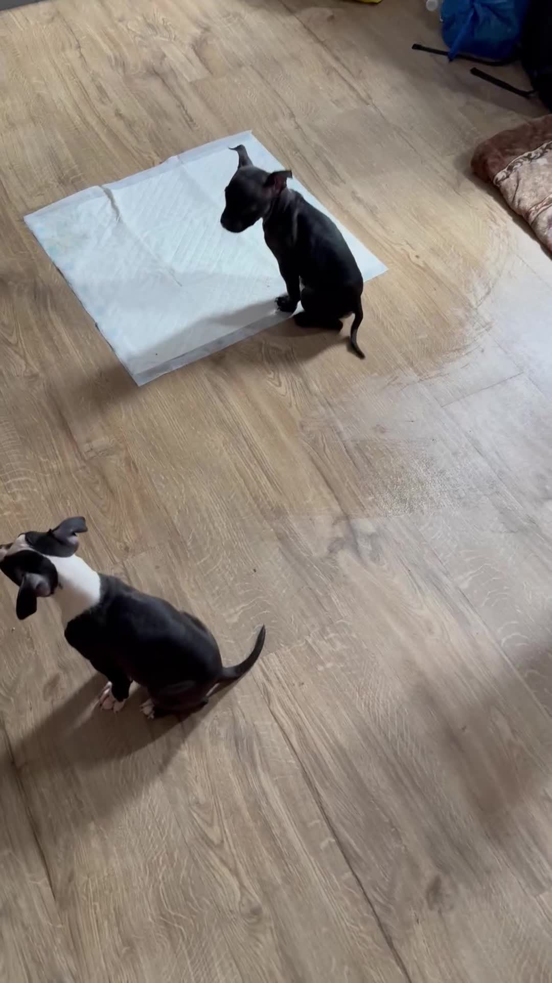 Staffordshire Bull Terrier dogs for sale: Luna’s beautiful litter for sale  - Video 5