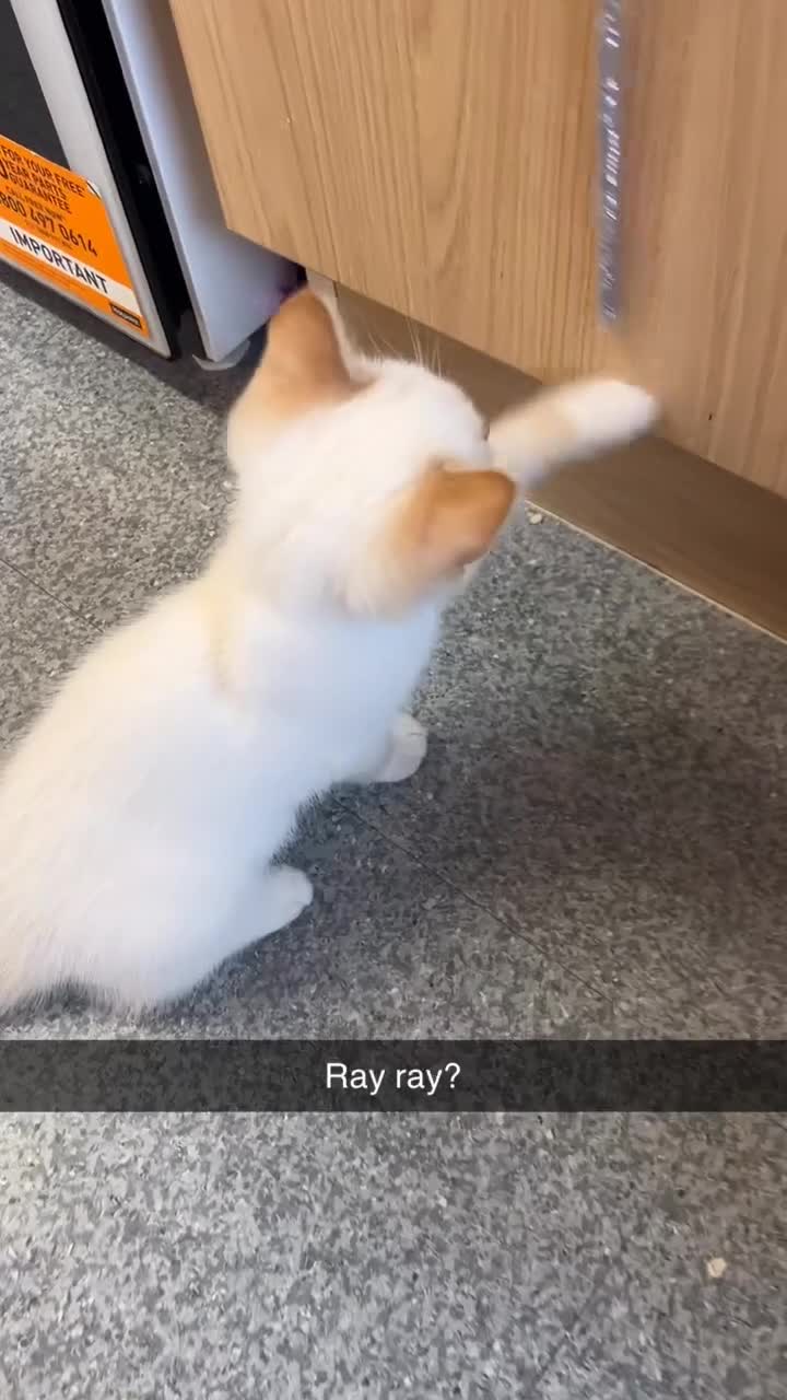Persian cats for sale: Last Himalayan X Chinchilla Persian Kittens  - Video 1