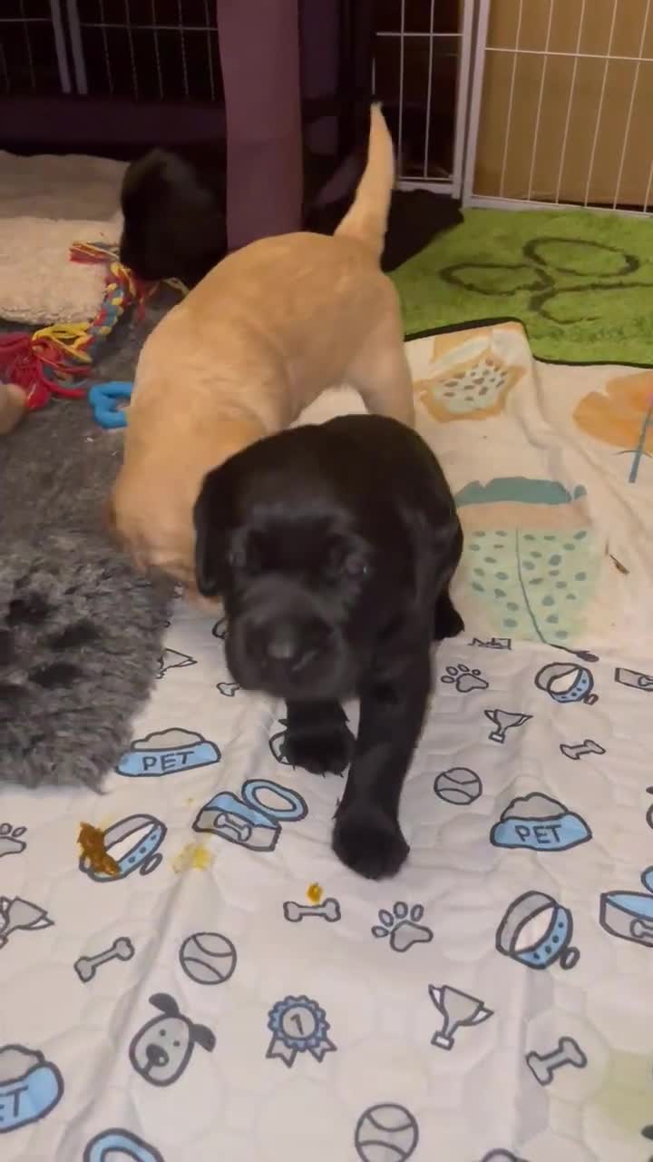 Cockerdor dogs for sale: Cocker Retriever aka Cockerdor bundles of joy - Video 1