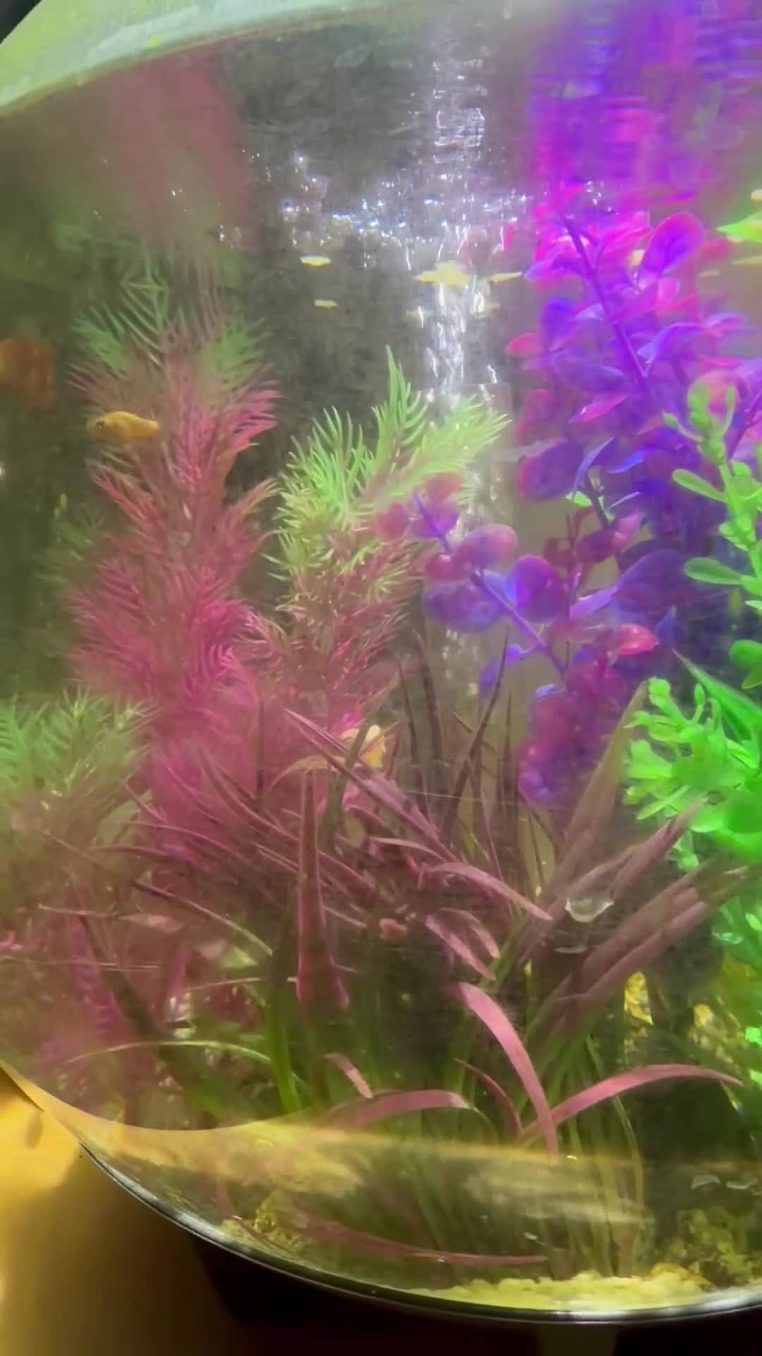 Platies fish for sale: Platie Babies 🐟  - Video 1