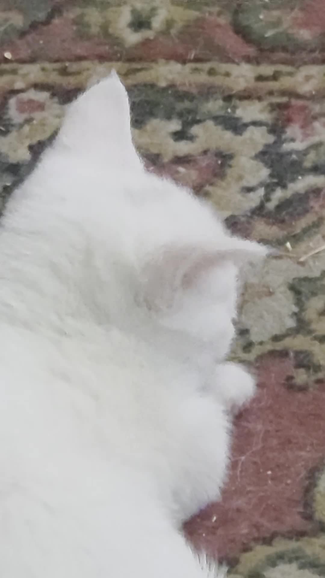 British Shorthair cats for sale: Gorgeous white and mixed Bsh cross - Video 2