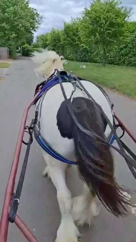 Irish Cob horses for sale: Ride & drive heavy cob  - Video 1