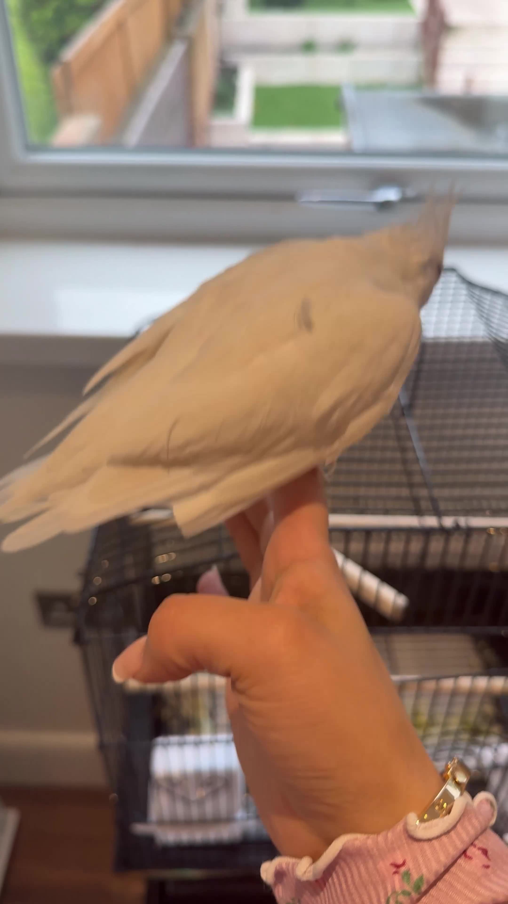 Cockatiels birds for sale: Albert the albino-13weeks white Cockateil-Handtame - Video 2
