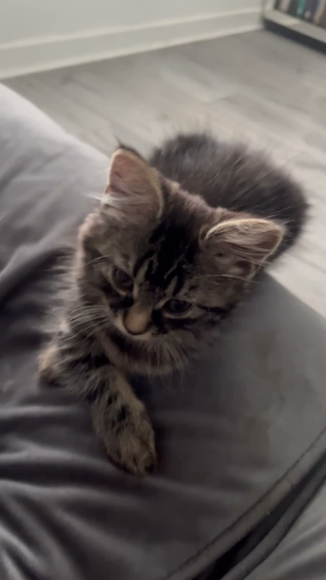 Mixed Breed cats for sale: Beautiful cuddly sweet kittens  - Video 1