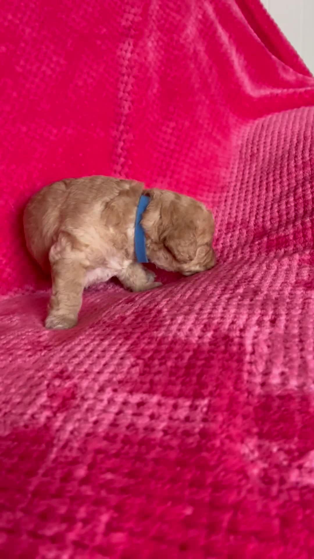 Labradoodle dogs for sale: F1b Australian Labradoodles - Video 1