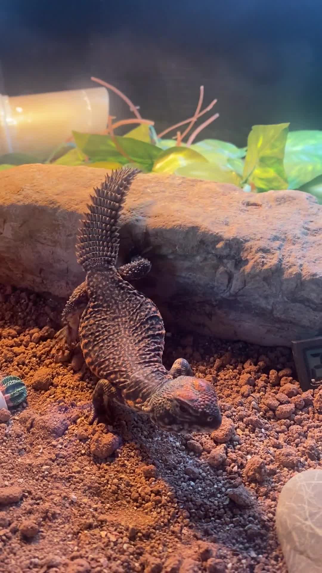 Lizard reptiles for sale: Moroccan Uromastyx (+/- set up)  in Glasgow - Video 1