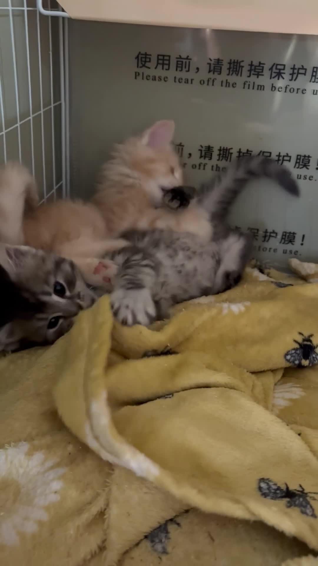 Maine Coon cats for sale: ONLY 3 BOYS REMAIN mainecoon kittens  - Video 2
