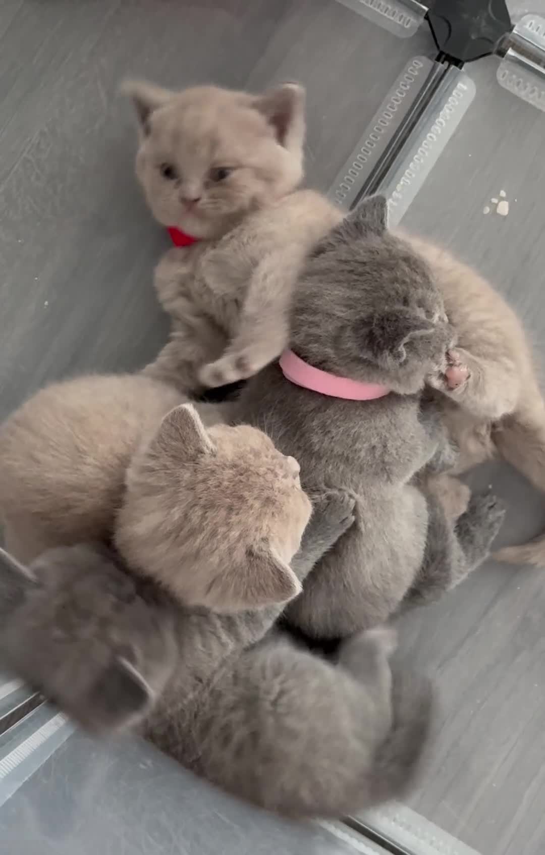British Shorthair cats for sale: outstanding British shorthair kittens - Video 5