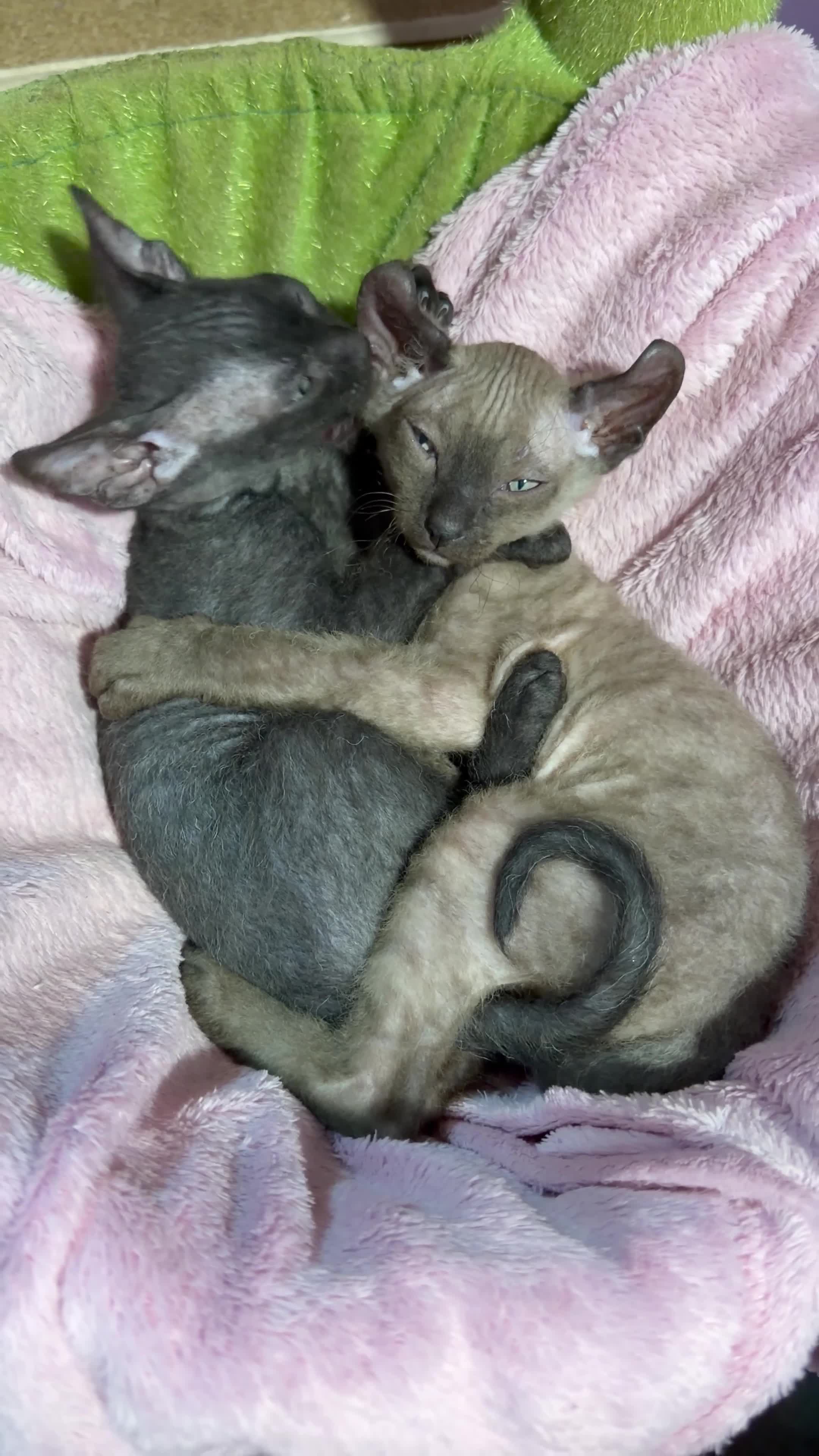 Sphynx cats for sale: 1 beautiful Sphynx boy left 🐾🖤 - Video 2