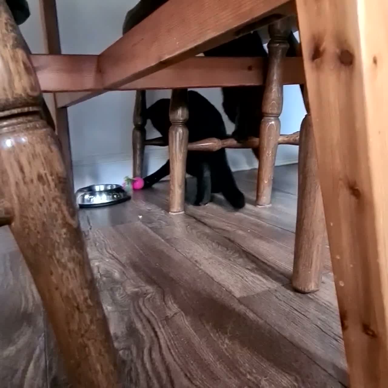 Mixed Breed cats for sale: Free Black kitten  in Newbury - Video 1