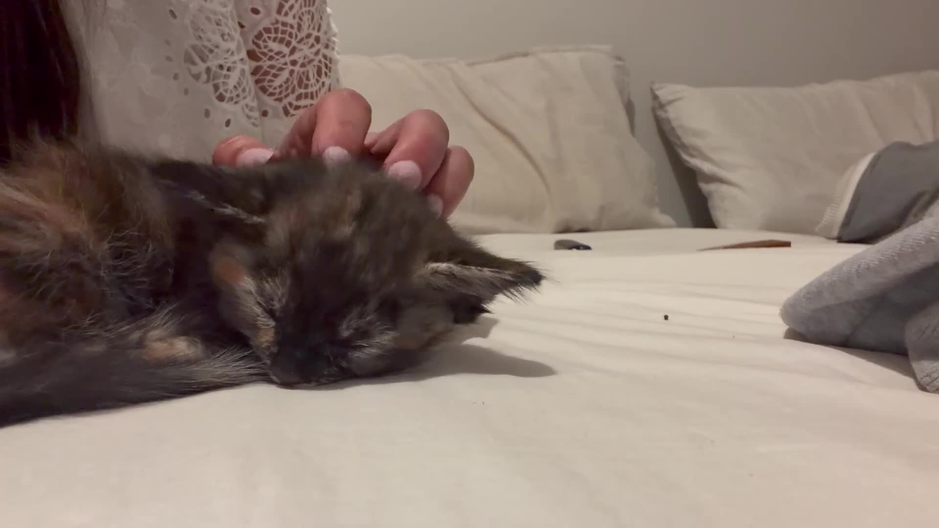 Mixed Breed cats for sale: 3 Gorgeous Ragdoll Cross Kittens🐾💙💙💗 - Video 2
