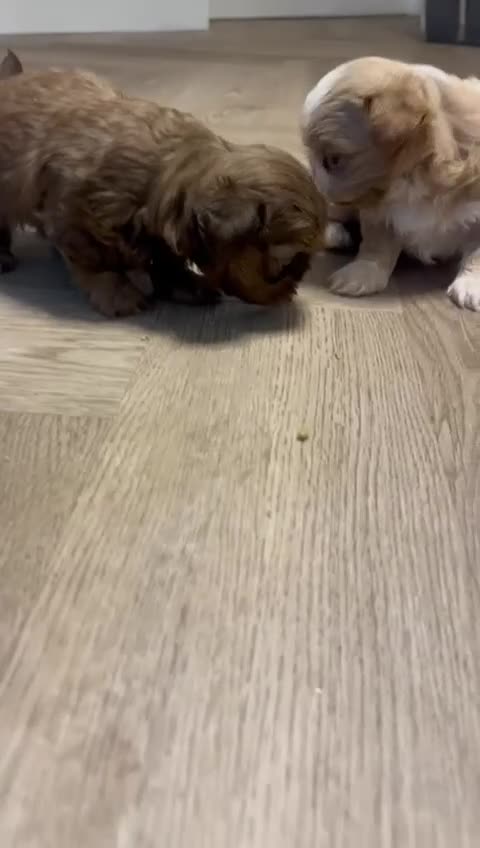 Shih Tzu dogs for sale: Stunning imperials - Video 1