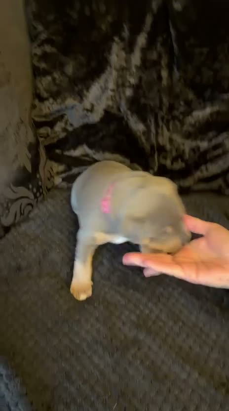 Staffordshire Bull Terrier dogs for sale: KC Reg Staffordshire Bull Terriors  - Video 2