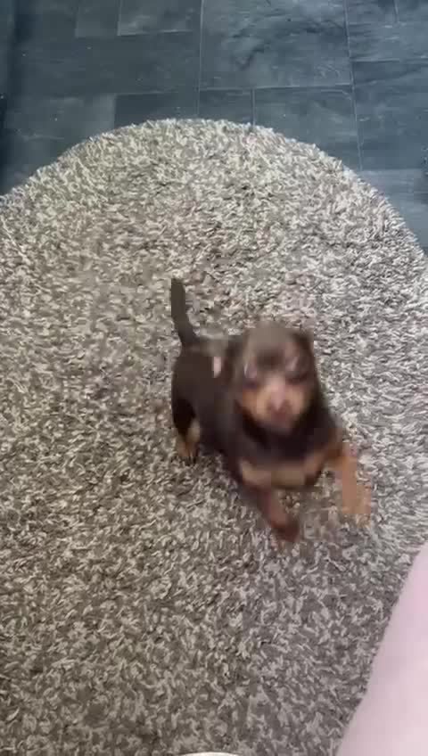 Russian Toy Terrier dogs for adoption: Skippy survival story - Video 1