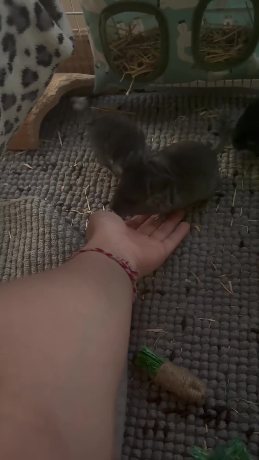 Chinchilla rodents for sale: chinchillas - Video 1