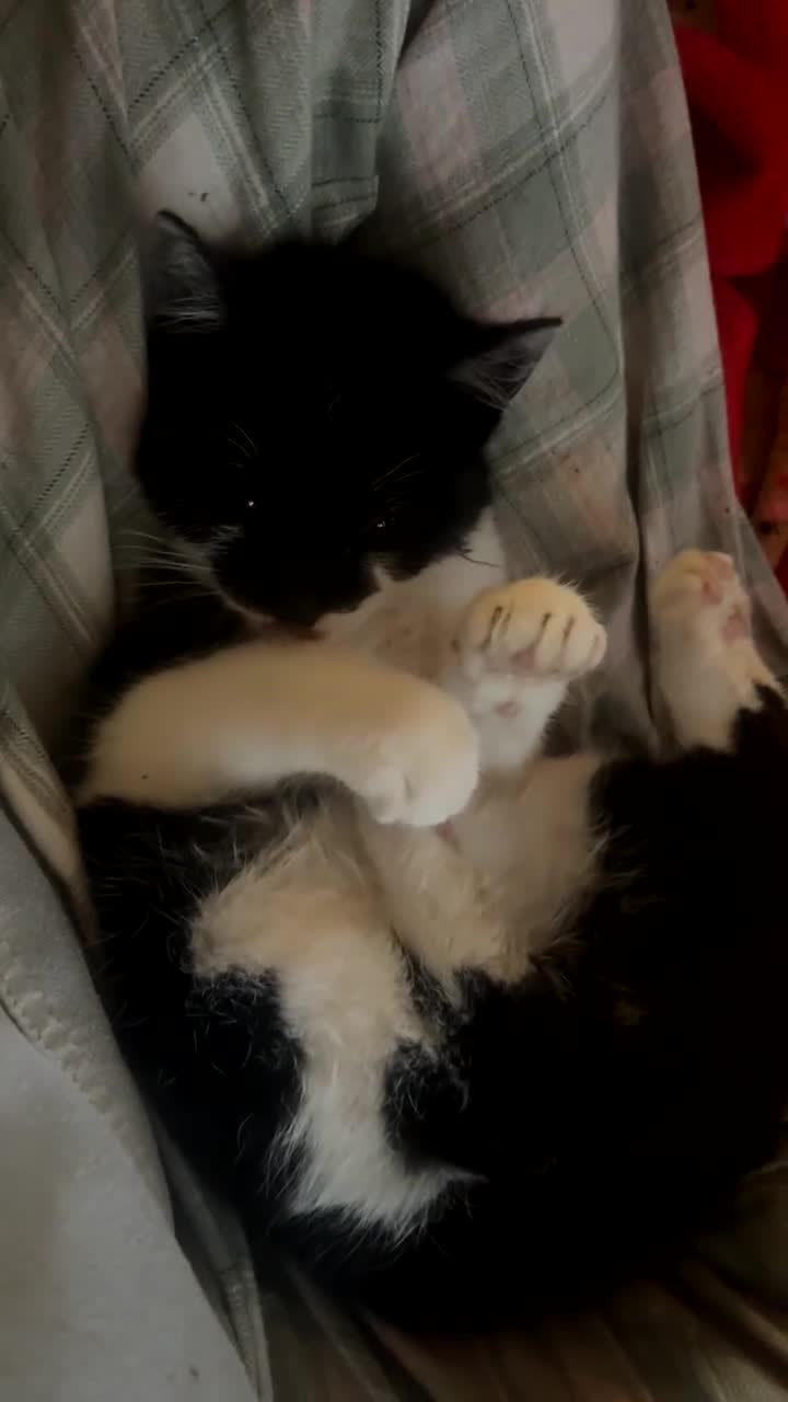 Mixed Breed cats for sale: Beautiful Black&White Kitten - Video 1