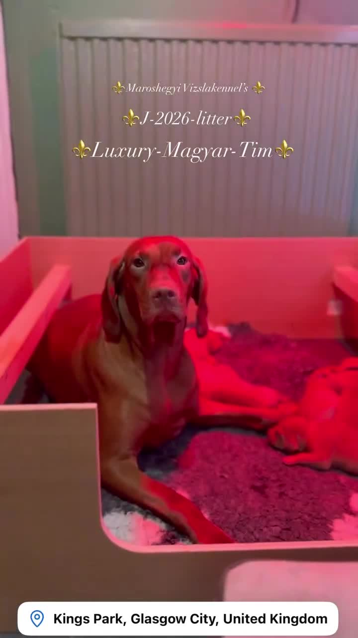 Hungarian Vizsla dogs for sale: 🇭🇺 Hungarian Vizsla puppies 🇭🇺 - Video 3