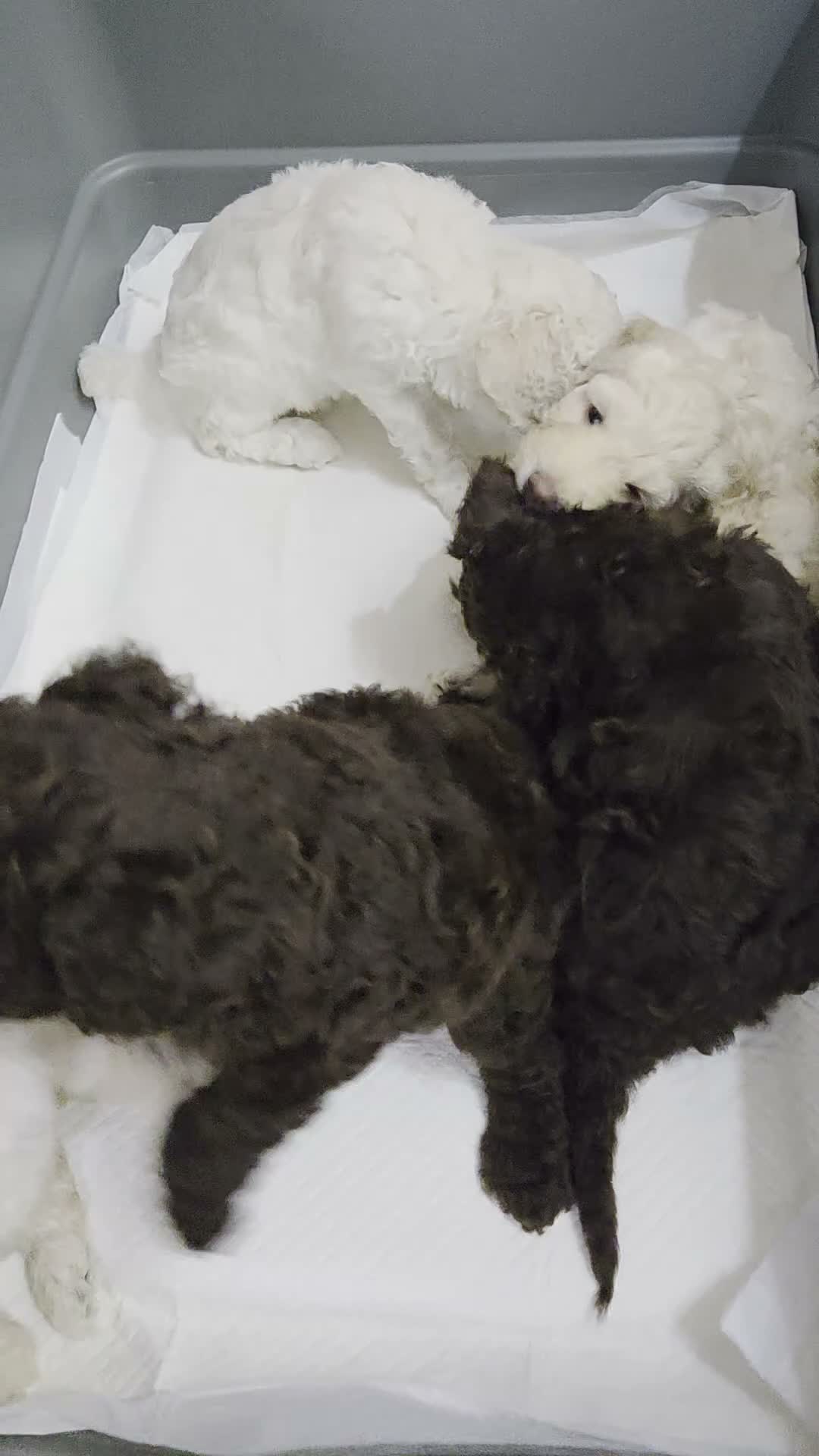 Cockapoo dogs for sale: Cockapoo puppies  - Video 1