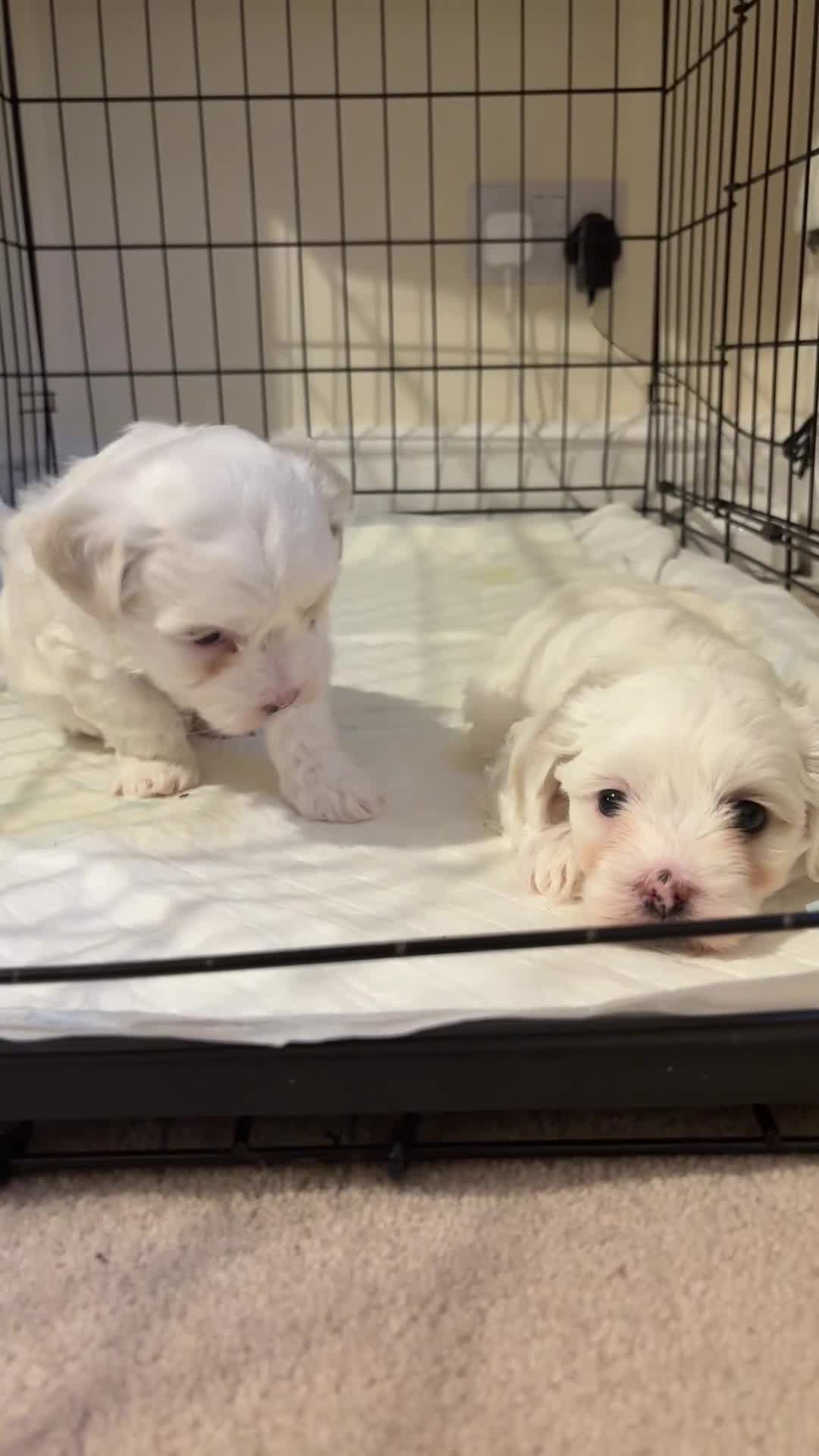 Bichon Frise dogs for sale: Bichon Frise Puppies for Sale 🐶 - Video 4