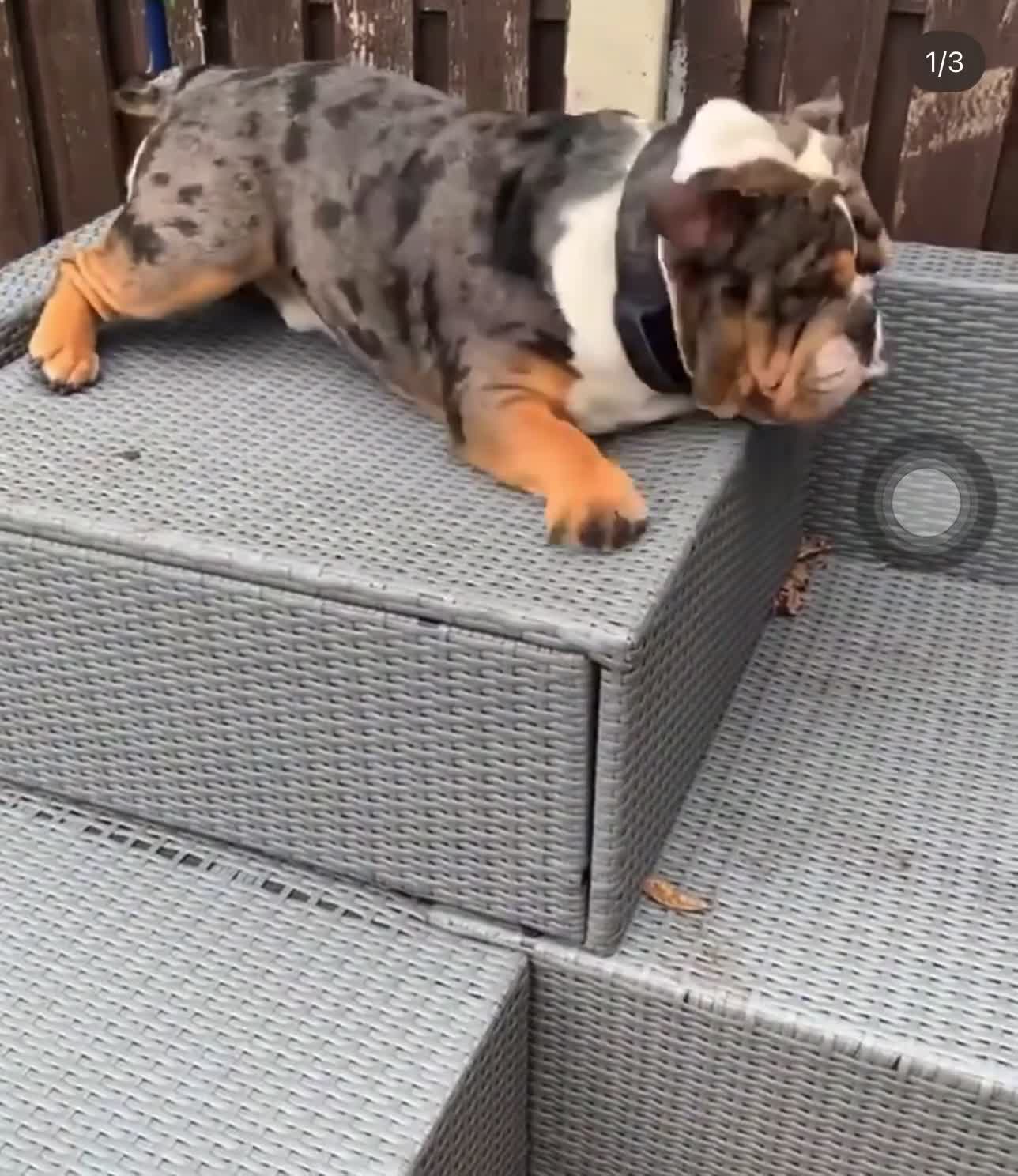 English Bulldog dogs for stud: BRUNO tri merl English bulldog ready for stud 🦍🦍 - Video 3
