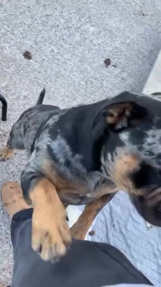 Olde English Bulldogge dogs for sale: Olde English bulldog 5 gen of health genetic clear - Video 1