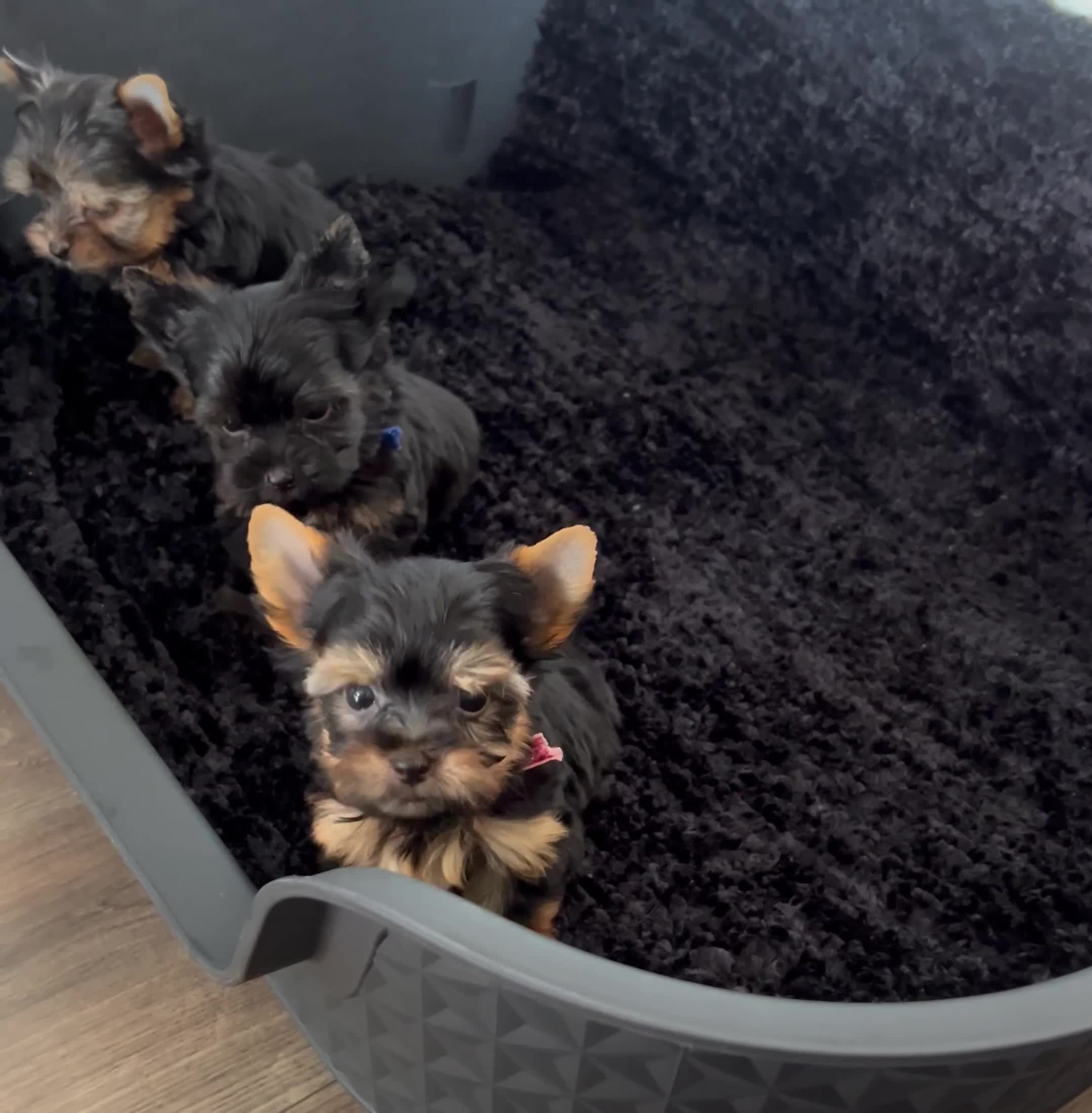 Yorkshire Terrier dogs for sale: Yorkshire Terrier puppies – very small, dad 1.2 kg - Video 4
