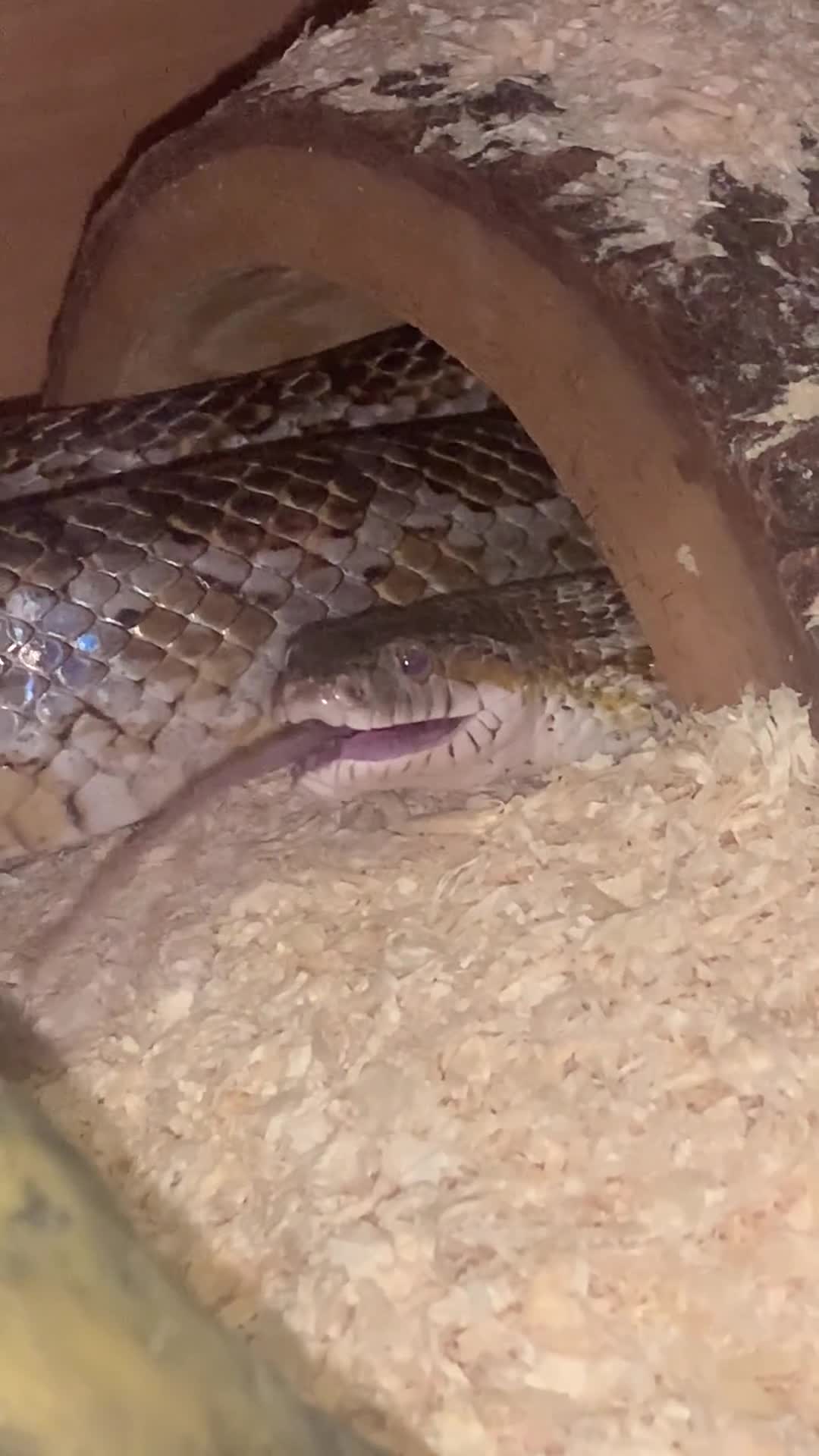 Corn Snake reptiles for sale: Corn snake about 5 ft - Video 1