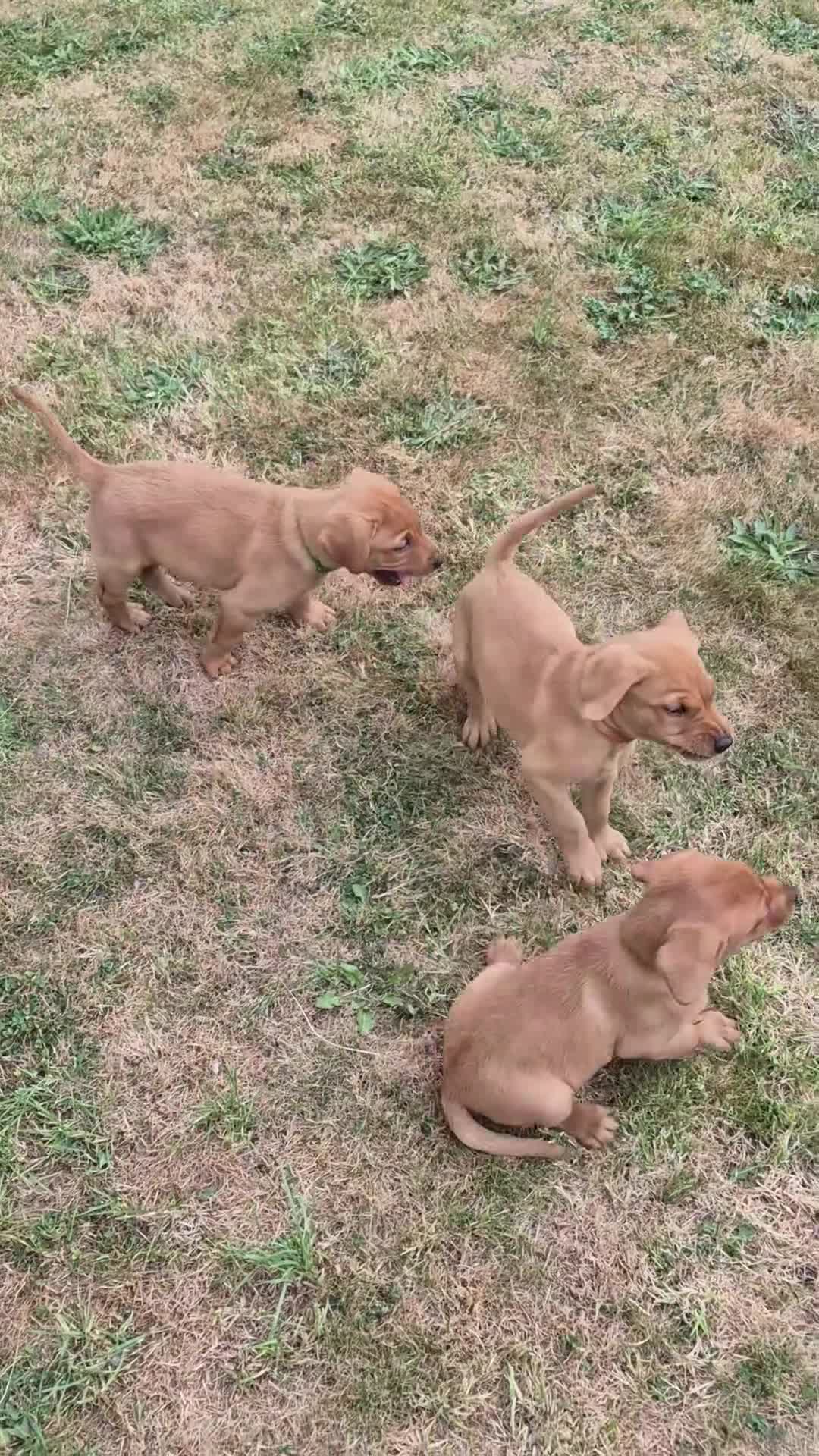 Labrador Retriever dogs for sale: Fox red labs for sale - Video 1