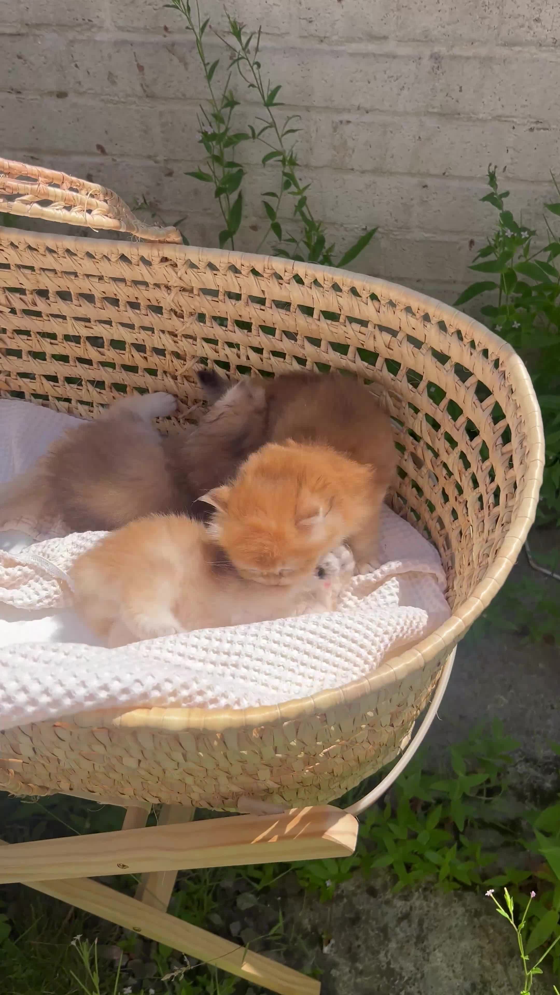 British Longhair cats for sale: 👑 GCCF Champion Line British Kittens 🐾 - Video 1