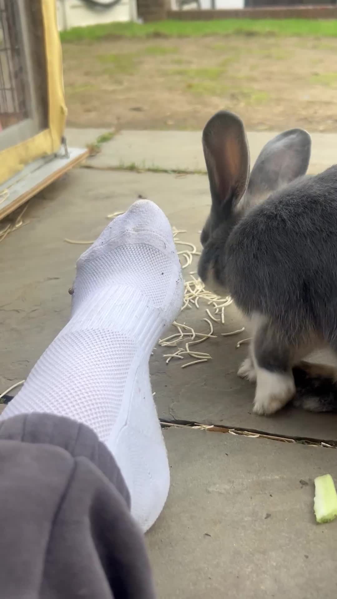 Dwarf Lop rabbits for sale: Male Drawf lop for sale   - Video 1