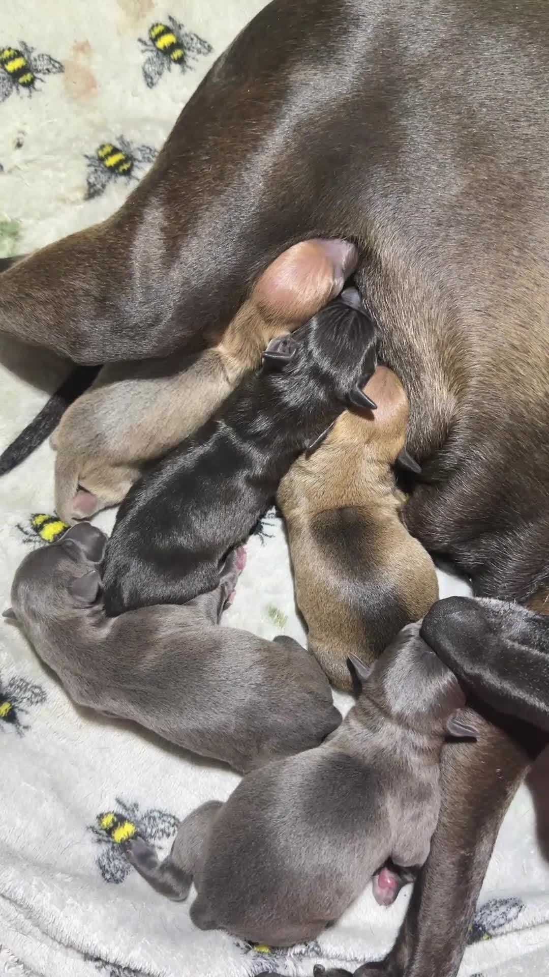 Italian Greyhound dogs for sale: 2 Stunning Italian Greyhound Boys – Ready Now - Video 1