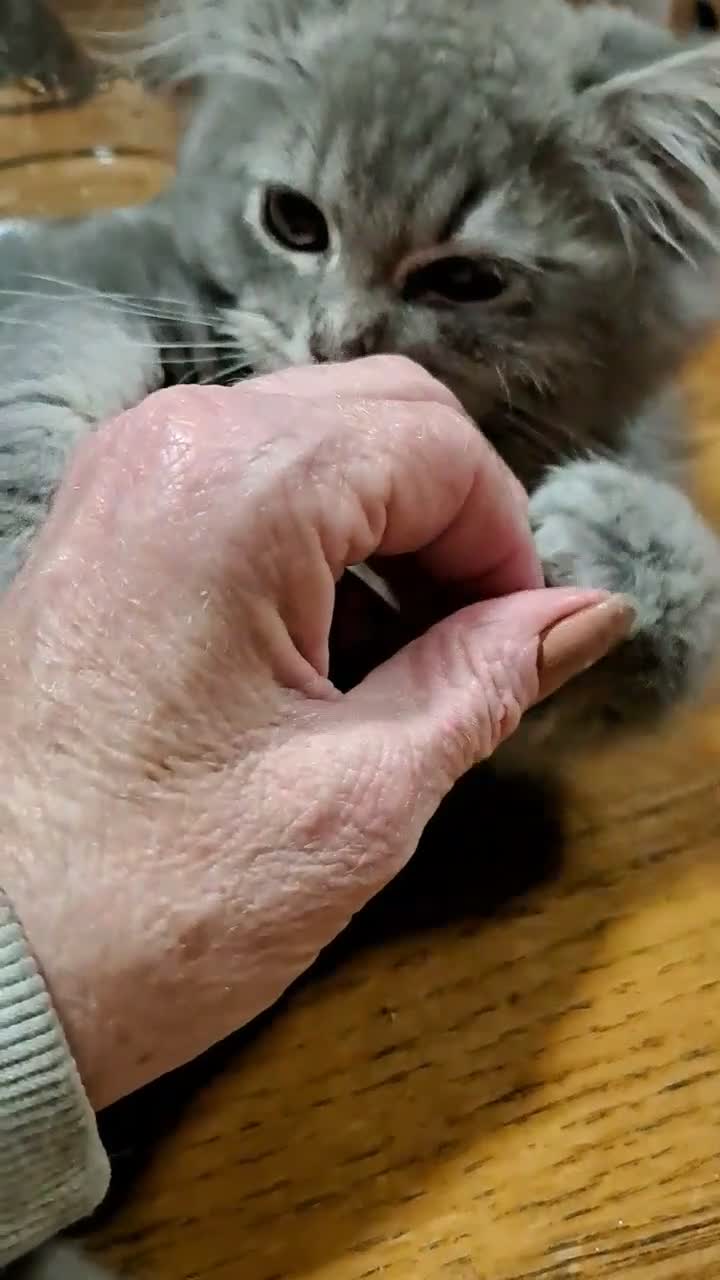 RagaMuffin cats for sale: 3 adorable Raga-per kittens. Born 7/7/26   - Video 5