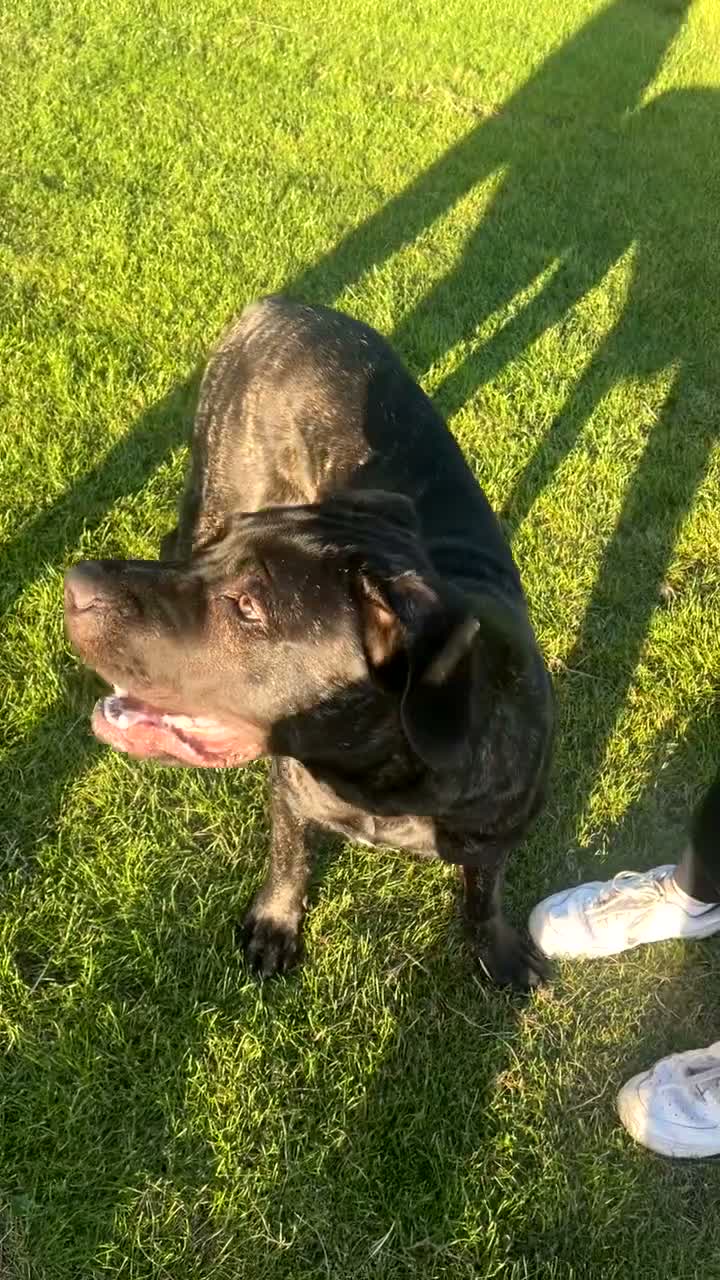 Mixed Breed dogs for sale: Zeus, 8 months old  in Edinburgh - Video 1
