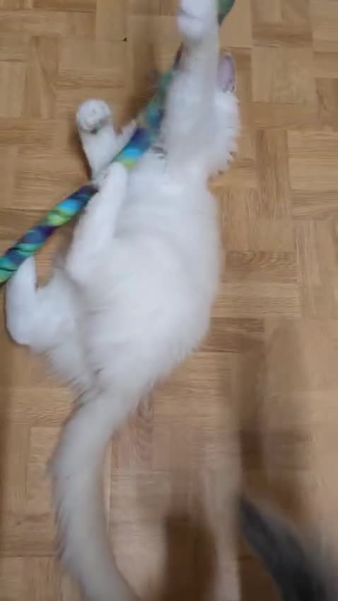Ragdoll cats for sale: 💛*GCCF Registered *💛Pedigree Ragdoll kittens - Video 2