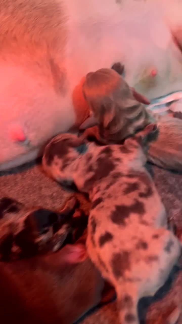 Dachshund dogs for sale: Dachshunds puppies for sale - Video 1