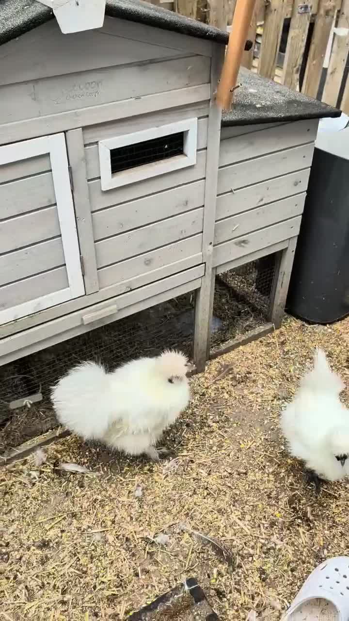 Chickens poultry for sale: Silkie cockerel  - Video 1