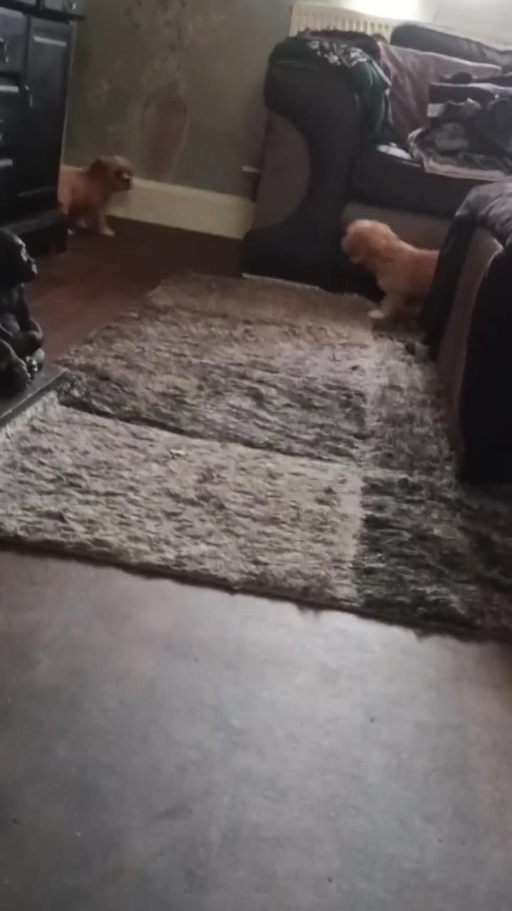 Cava Tzu dogs for sale: Cava-Tzu pups - Video 5