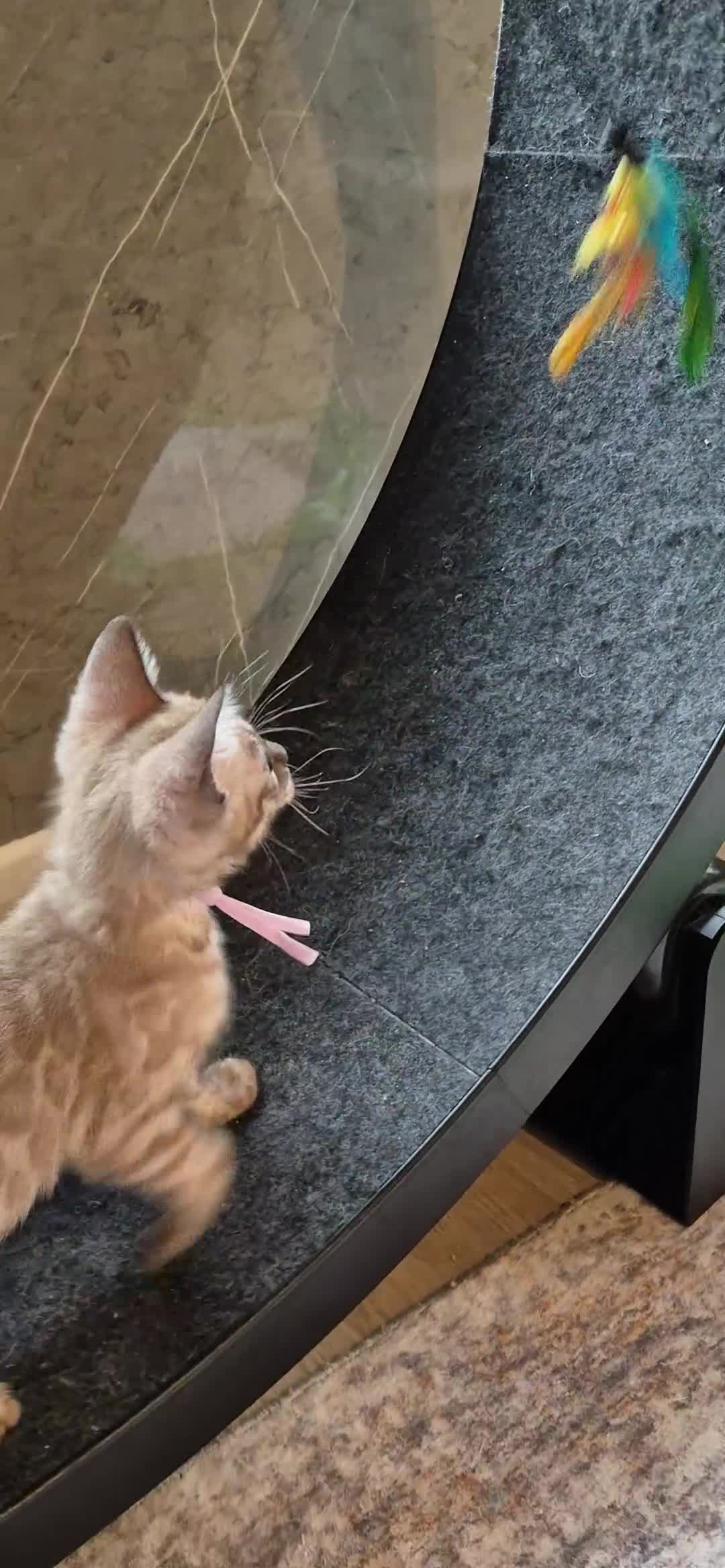 Bengal cats for sale: Last Kitten left ✨️ Seraphina ✨️ - Video 1