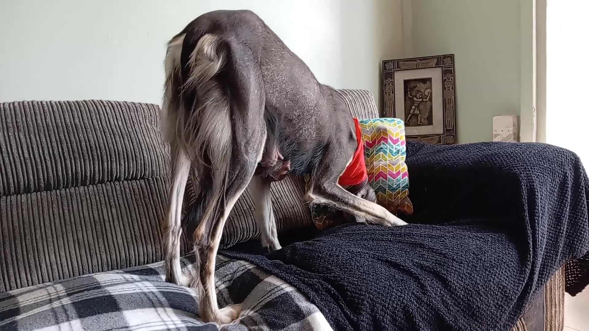Saluki dogs for sale: Saluki  ** d saluki whippet  - Video 3