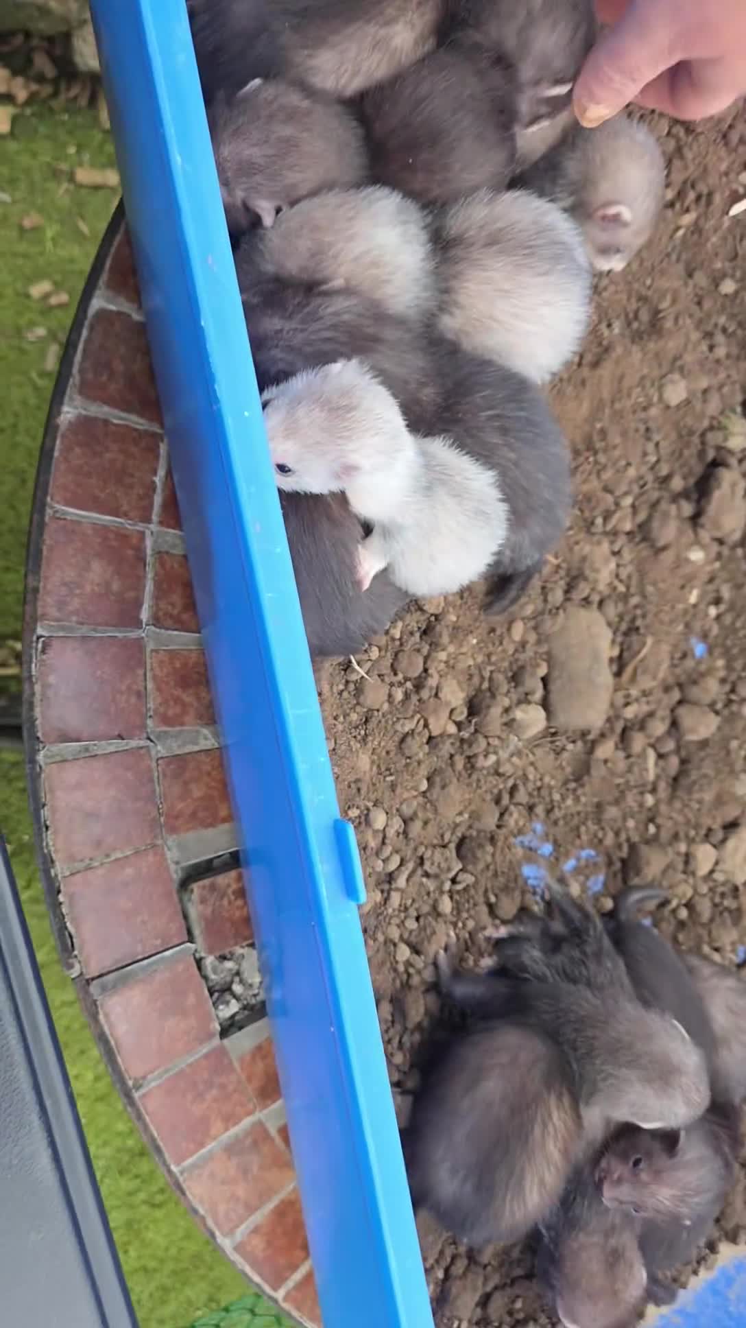 Ferret rodents for sale: Eu black x ferret kits  - Video 4