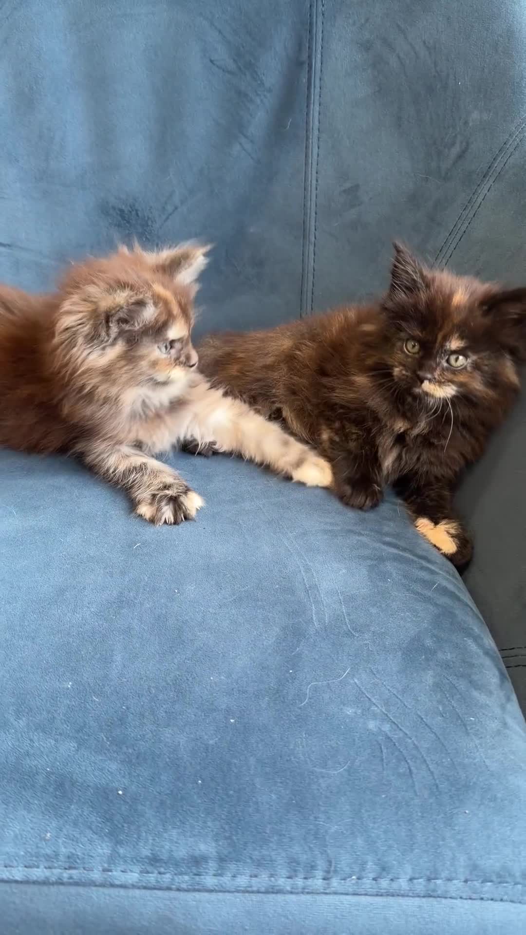 Maine Coon cats for sale: XL MAINE COON KITTENS UNIQUE COLOUR XL BLOODLINE - Video 1